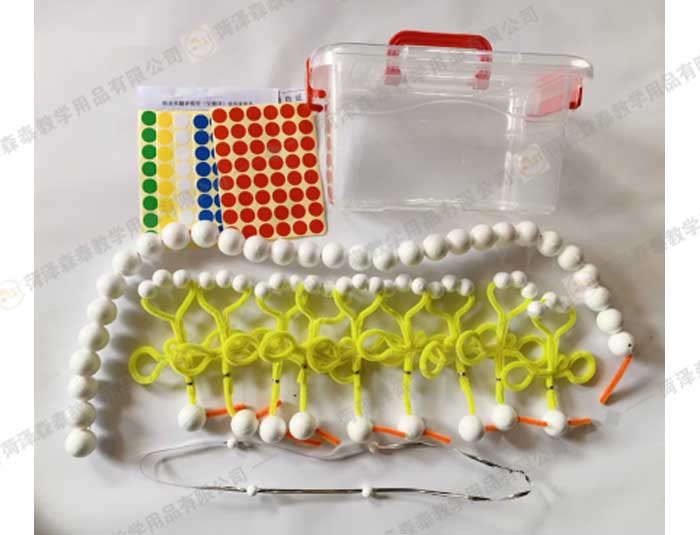 （高中生物）轉(zhuǎn)錄和翻譯磁片模型-(2)